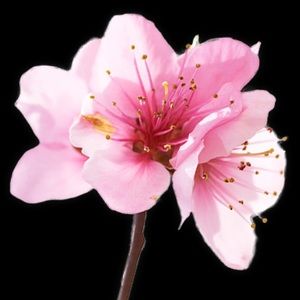 Meet your Posher, Carey